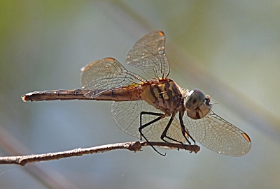 [A dragonfly with clear wings is perched on the end of a leafless twig. The mouth is open making it look like the dragonfly is smiling. It has large blue eys and a brown and beige striped thorax with a blue body.]